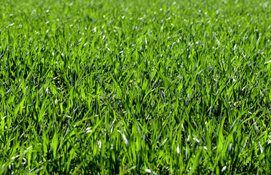 Saftiges grünes Gras